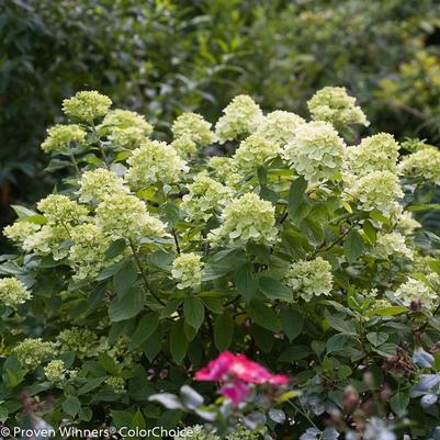 Hydrangea paniculata Little Lime&reg;
