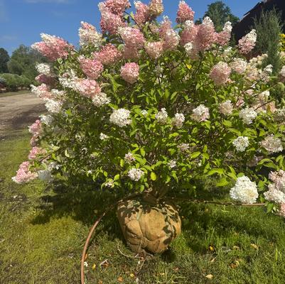 Hydrangea paniculata Vanilla Strawberry&trade;