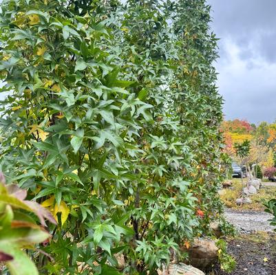 Liquidambar styraciflua Slender Silhouette