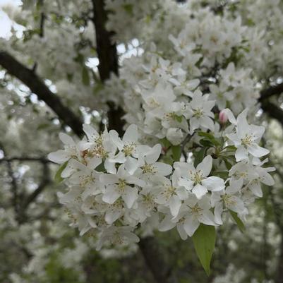 Malus Donald Wyman