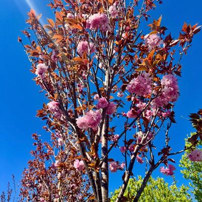 Malus x adstringens Emerald Spire