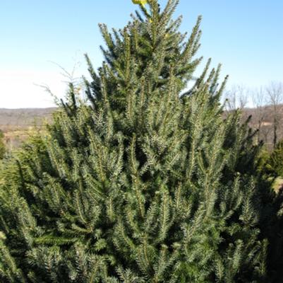 Picea omorika 