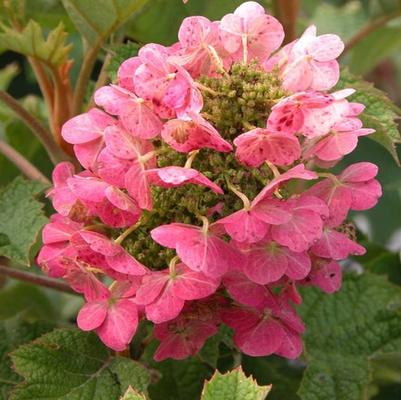Hydrangea quercifolia Ruby Slippers