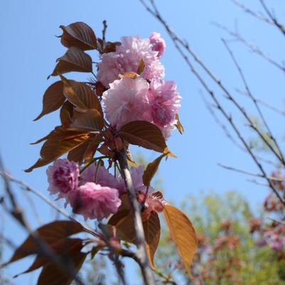 Prunus serrulata Kwanzan