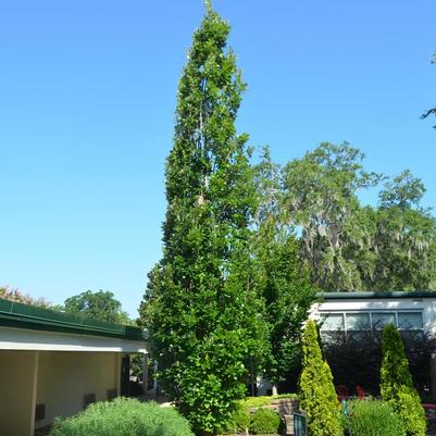 Quercus x warei Regal Prince&reg;