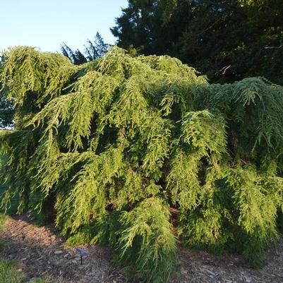 Tsuga canadensis Pendula