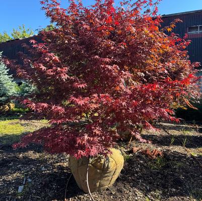 Acer palmatum var. atropurpureum Bloodgood