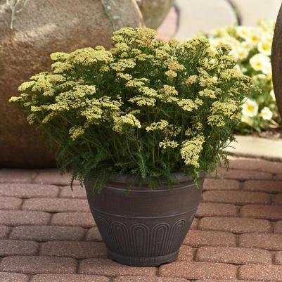Achillea millefolium Milly Rock&trade; Yellow