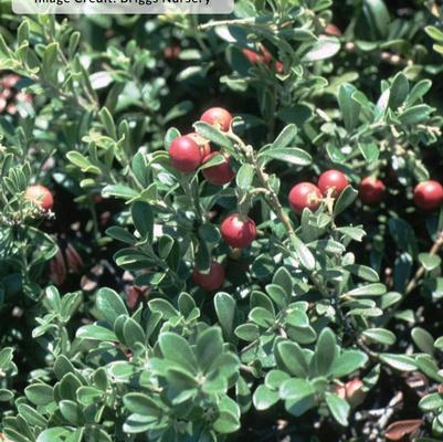 Arctostaphylos uva-ursi 