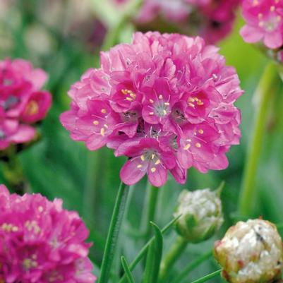 Armeria maritima Morning Star Deep Rose
