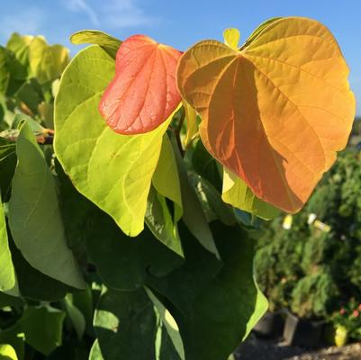 Cercis canadensis The Rising Sun&trade;