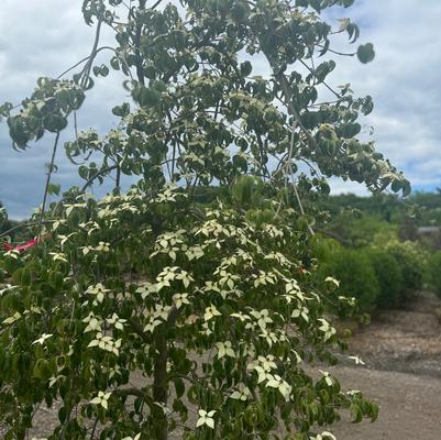 Cornus kousa Elizabeth Lustgarten