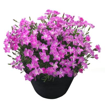 Dianthus Beauties&reg; Kahori Pink