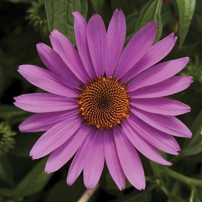 Echinacea purpurea Prairie Splendor&trade; Rose Compact