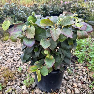 Fothergilla gardenii 