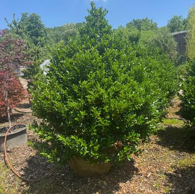 Ilex x meserveae Blue Maid