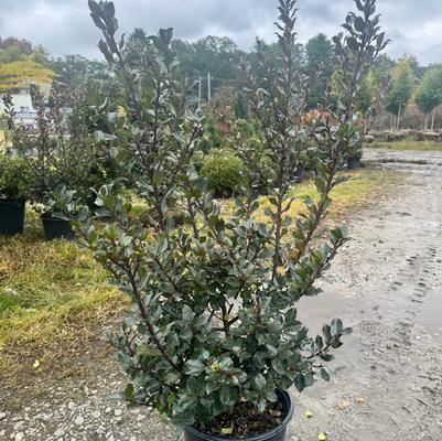 Ilex x meserveae Blue Prince