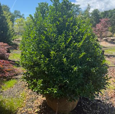 Ilex Red Beauty&reg;