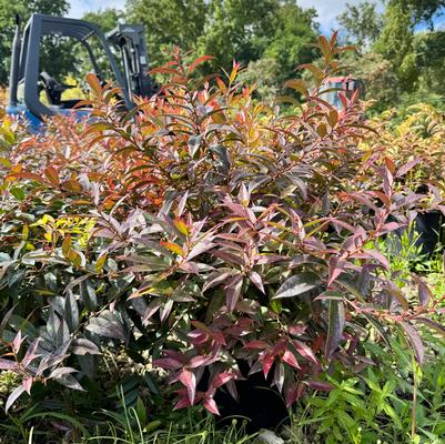 Leucothoe axillaris 