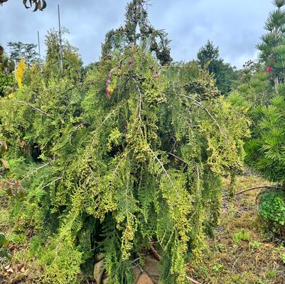 Chamaecyparis Obtusa Prostrata
