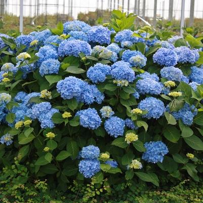 Hydrangea macrophylla Endless Summer The Original