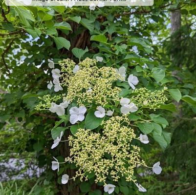 Hydrangea anomala petiolaris 