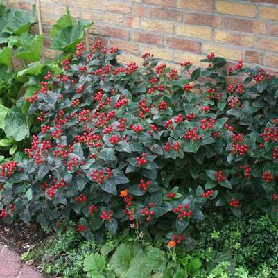 Hypericum x inodorum Magical&reg; Midnight Glow