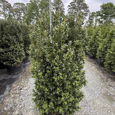 Ilex crenata Schwoebel's Upright