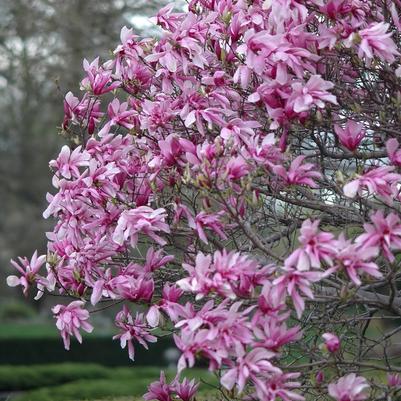Magnolia Little Girl Ricki