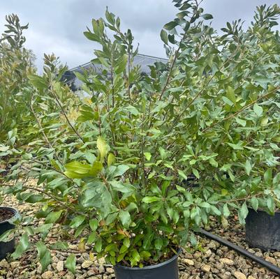 Myrica pensylvanica 