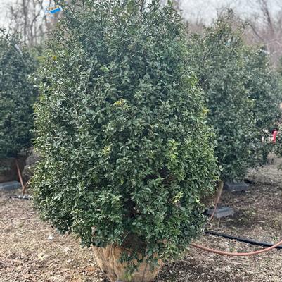 Ilex x meserveae Blue Princess