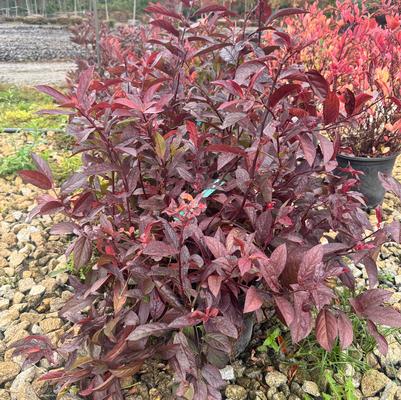 Itea virginica Merlot