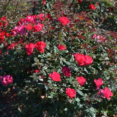 Rosa Knock Out&reg; 