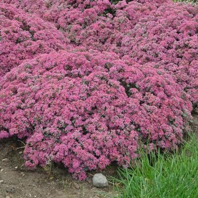 Sedum Rock 'N Grow&reg; Popstar