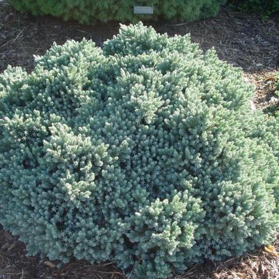Juniperus squamata Blue Star