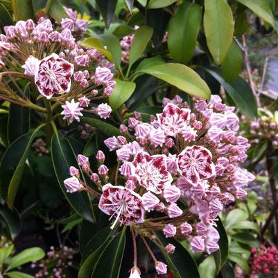 Kalmia latifolia Carousel