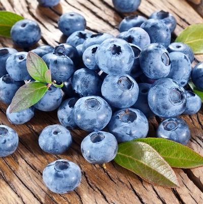 Vaccinium corymbosum Bluecrop