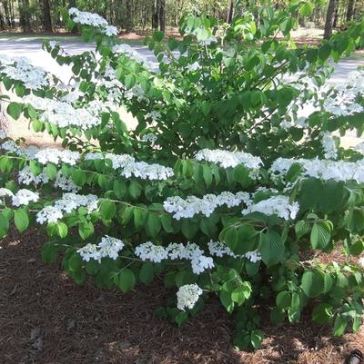 Viburnum plicatum f. tomentosum Shasta