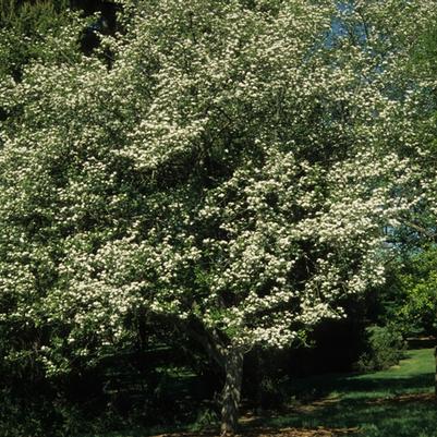 Crataegus viridis Winter King