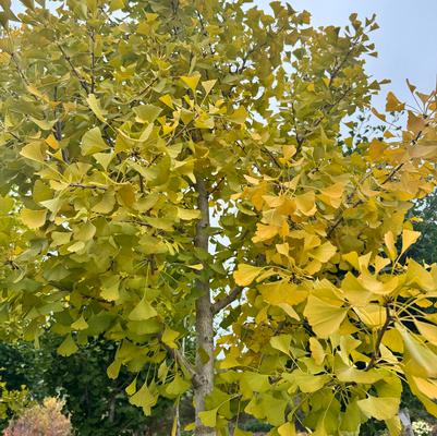 Ginkgo biloba Autumn Gold