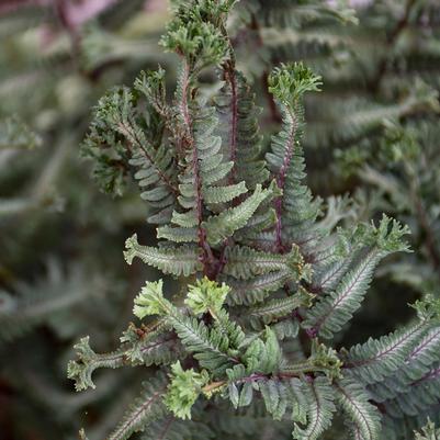 Athyrium niponicum 