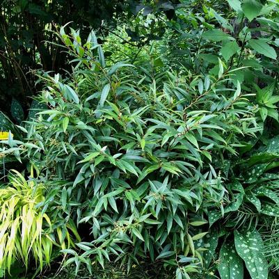 Leucothoe axillaris Rejoyce