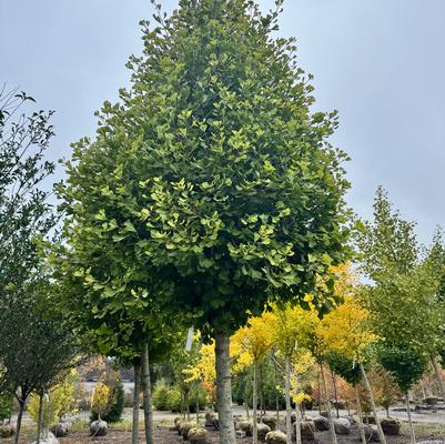 Ginkgo biloba Goldspire&trade;