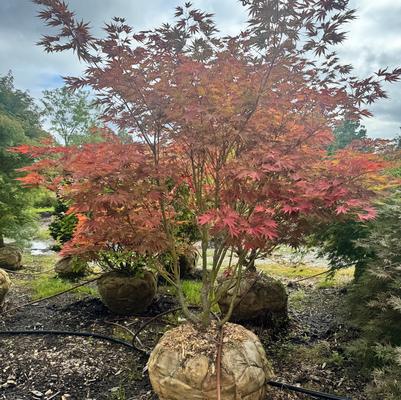 Acer shirasawanum Red Dawn