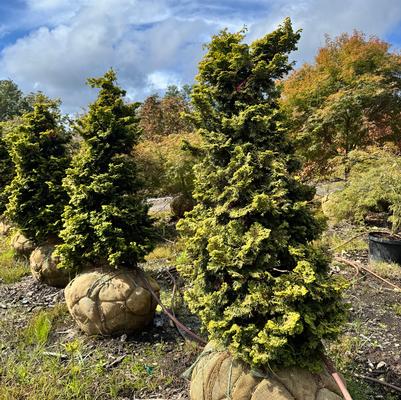 Chamaecyparis obtusa Nana Aurea