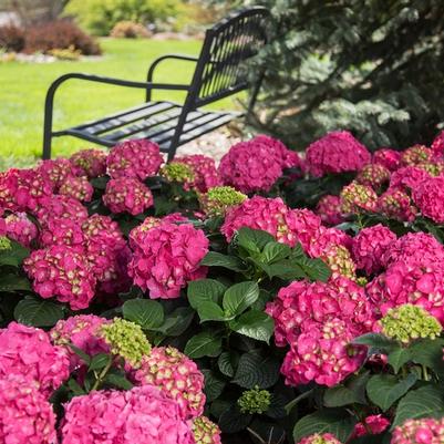 Hydrangea macrophylla Summer Crush&reg;