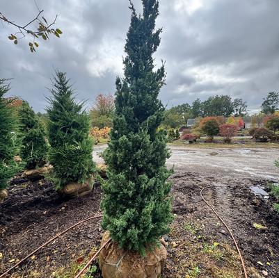 Juniperus chinensis Trautman