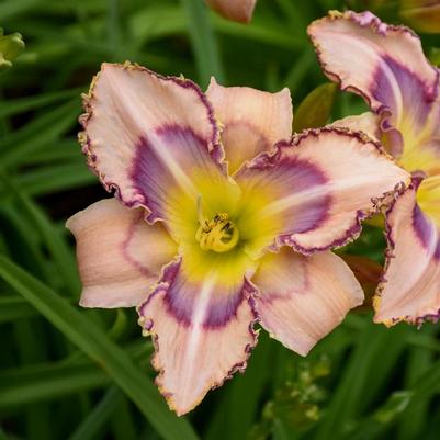Hemerocallis Handwriting on the Wall
