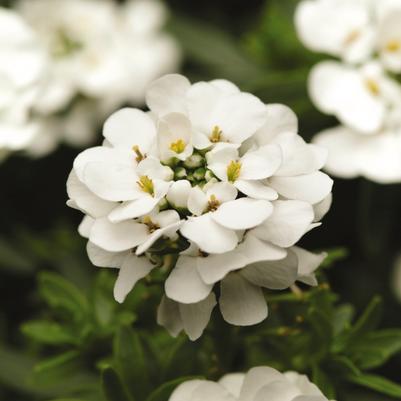Iberis sempervirens Purity