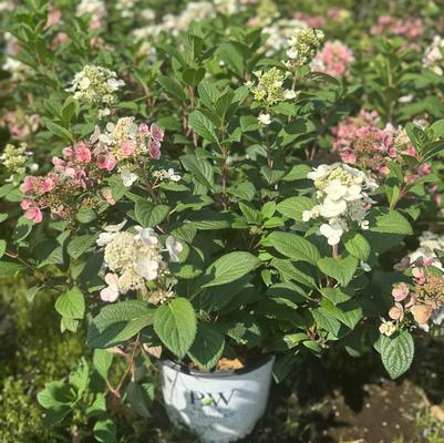 Hydrangea paniculata Little Quick Fire&reg;